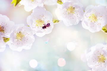 Art photo of beautiful white plum flowers  flowers. Floral background. Selective soft focus.
