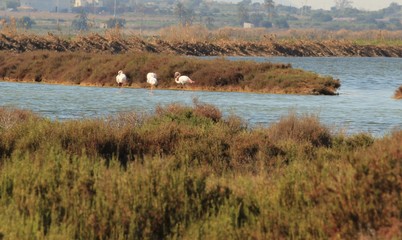 Flamingos in the wetlands of Santa Pola, Alicante