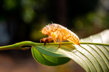 Cicada stain on leaves blurred background