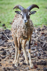 Mouflon Male Closeup (Ovis Orientalis)	