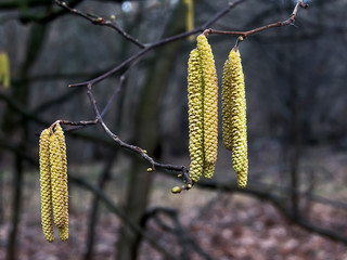 Alder flowers