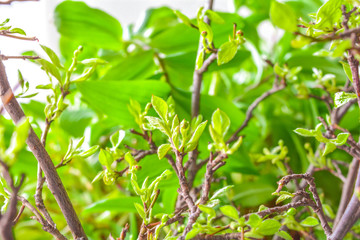 Branches of shrub in early spring with small green young leaves on green blurred background. Fresh foliage on branches
