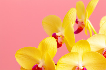 Close up photo of yellow blooming orchid branch