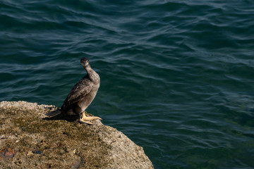 Young cormorant next to the sea in Cadiz