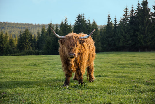 Scottish highland cattle with big horns. Beautiful hairy bull standing on green mountainous meadow in Jizera mountains (Jizerske Hory), Czech Republic natural landscape.