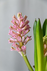 Obraz premium Light pink hyacinth on dark red background. Greeting card template