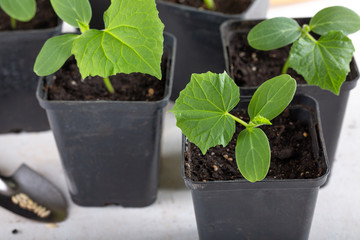 Young cucumber seedlings in a black flower pots on white background. Gardening concept.