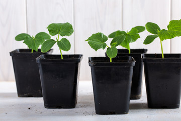 Young cucumber seedlings in a black flower pots on white background. Gardening concept.