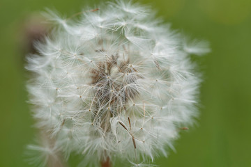 Löwenzahn © Hanna Gottschalk