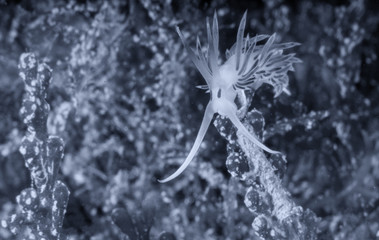 Flabellina affinis is a species of sea slug, an aeolid nudibranch