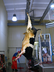 At the slaughterhouse. Worker skinning carcass of a caw using hoist and knife