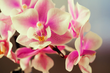 Fototapeta na wymiar Pink and yellow pastel orchid close up on blurred background