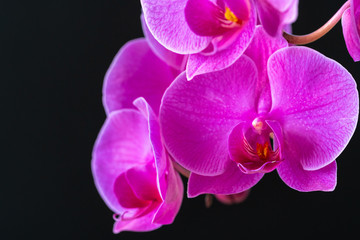 Purple orchid branch on dark black background close up