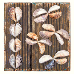 The concept of the interior of shells. On a wooden vintage background. Butterfly pattern