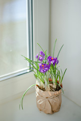 purple flower potted by the window