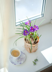 Fototapeta na wymiar purple flower potted by the window
