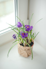 purple flower potted by the window