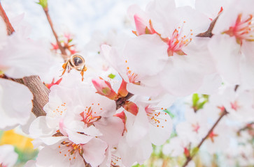 Soft pink blooming Japanese cherry on a Sunny day