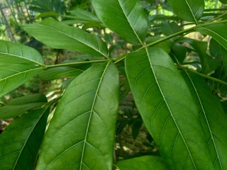 Young green mahogany leaves in the nature background