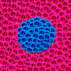 Creative layout made with blue and pink roses. Contemporary surreal art. Spring and summer flower background. Floral pattern