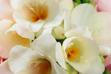Fototapeta na wymiar spring Flower white color close-up. Background. - Image