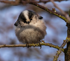 Long-tailed Tit