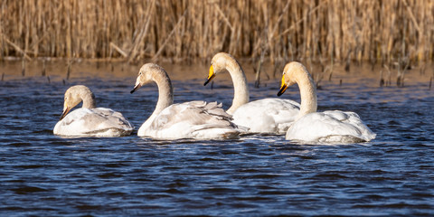 Whooper Swans on winter lake