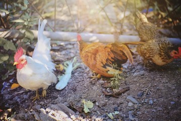 chickens on farm