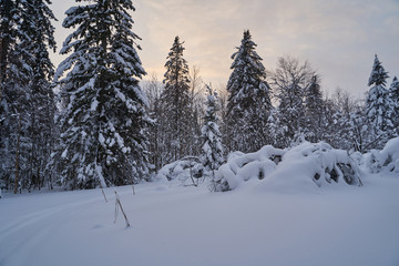 Fairy-tale forest with snow-covered Christmas trees in the sunlight. Frosty day at the ski resort. Explore the beauty of the earth. Creative toning effect.