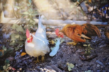 chickens on farm