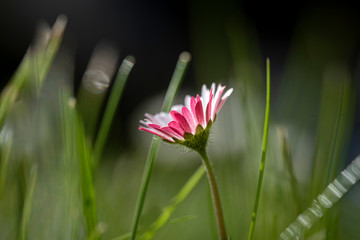 Gänseblümchen © Hanna Gottschalk