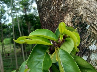 Young green soursop laves or Prickly Custard Apple. (Annona muricata L.) Plant for Treatment of carcinoma.