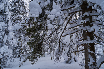 Fototapeta premium Fairy-tale forest with snow-covered Christmas trees in the sunlight. Frosty day at the ski resort. Explore the beauty of the earth. Creative toning effect.
