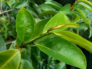 Young green soursop laves or Prickly Custard Apple. (Annona muricata L.) Plant for Treatment of carcinoma.