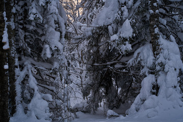 Fairy-tale forest with snow-covered Christmas trees in the sunlight. Frosty day at the ski resort. Explore the beauty of the earth. Creative toning effect.