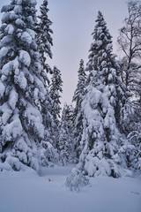 Fairy-tale forest with snow-covered Christmas trees in the sunlight. Frosty day at the ski resort. Explore the beauty of the earth. Creative toning effect.