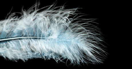 Beautiful white feather isolated on black background.