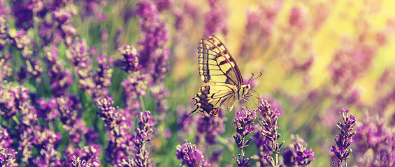 Blooming lavender field. Butterfly on flowers. Selective focus.