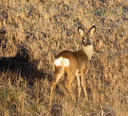 Roe Deer in winter morning light