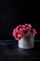 Lilac daisies