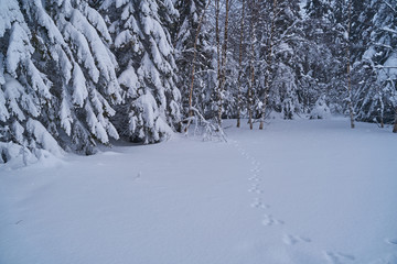 Winter forest with snow-covered fir trees high in the mountains. Sunny February day in the spruce forest. The trees are covered with snow to the top of their heads.
