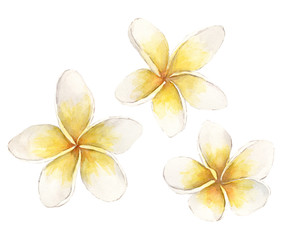 Watercolor tropical flowers Plumeria. Exotic white flowers