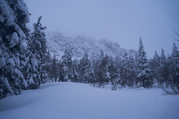 Winter forest with snow-covered fir trees high in the mountains. Sunny February day in the spruce forest. The trees are covered with snow to the top of their heads.