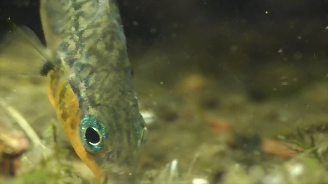 Dreistachliger Stichling (Gasterosteus aculeatus)