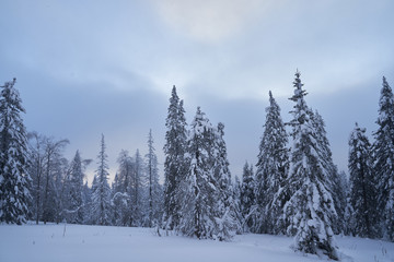 Fairy-tale forest with snow-covered Christmas trees in the sunlight. Frosty day at the ski resort. Explore the beauty of the earth. Creative toning effect.