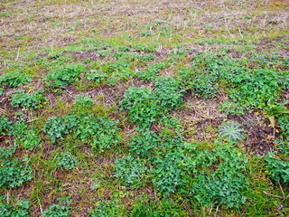 早春の休耕地の畦道風景