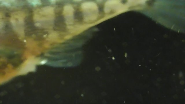 Dreistachliger Stichling (Gasterosteus aculeatus)