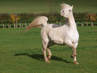 Obraz na płótnie Canvas Welsh Stallion At Liberty