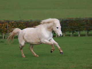 Welsh Stallion At Liberty