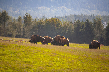 wisnte europäischer bison herde im herbst in bayern oberfranken